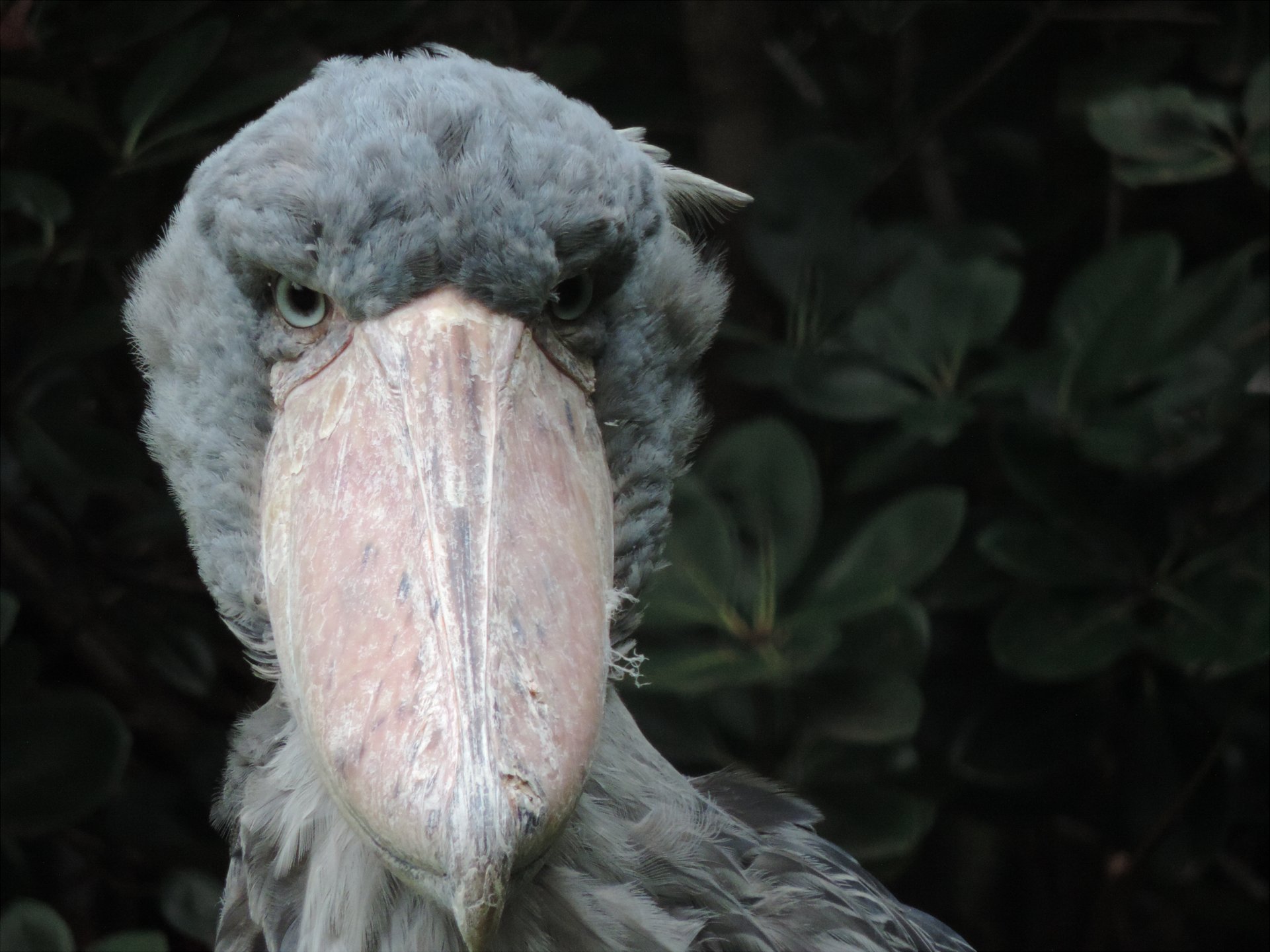 みんな同じ顔なんて言わないで。哀愁漂う日本各地のハシビロコウ