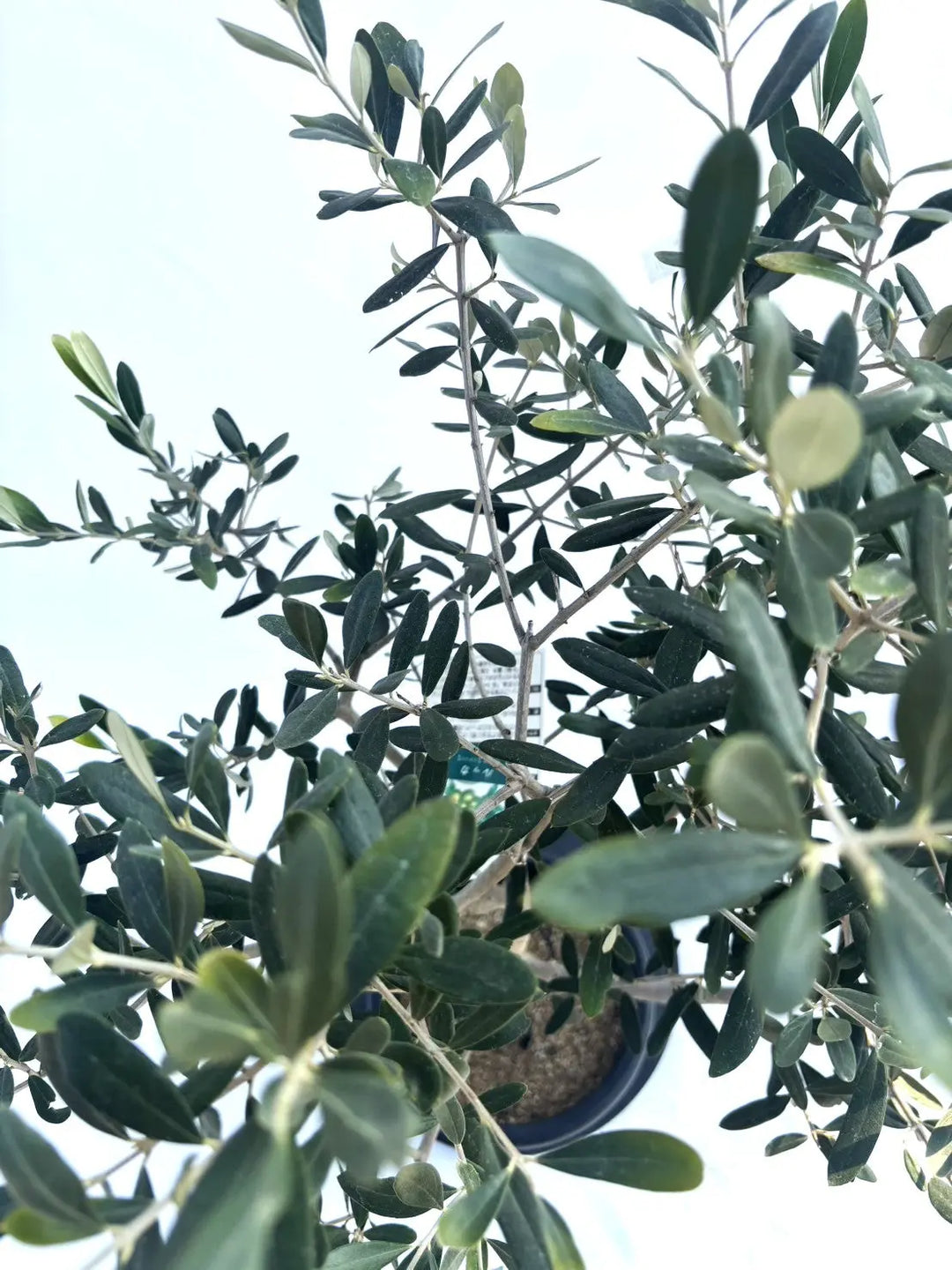 ルッカ Mサイズ 約110cm NO.10349 オリーブの木 - 株式会社鶴亀園