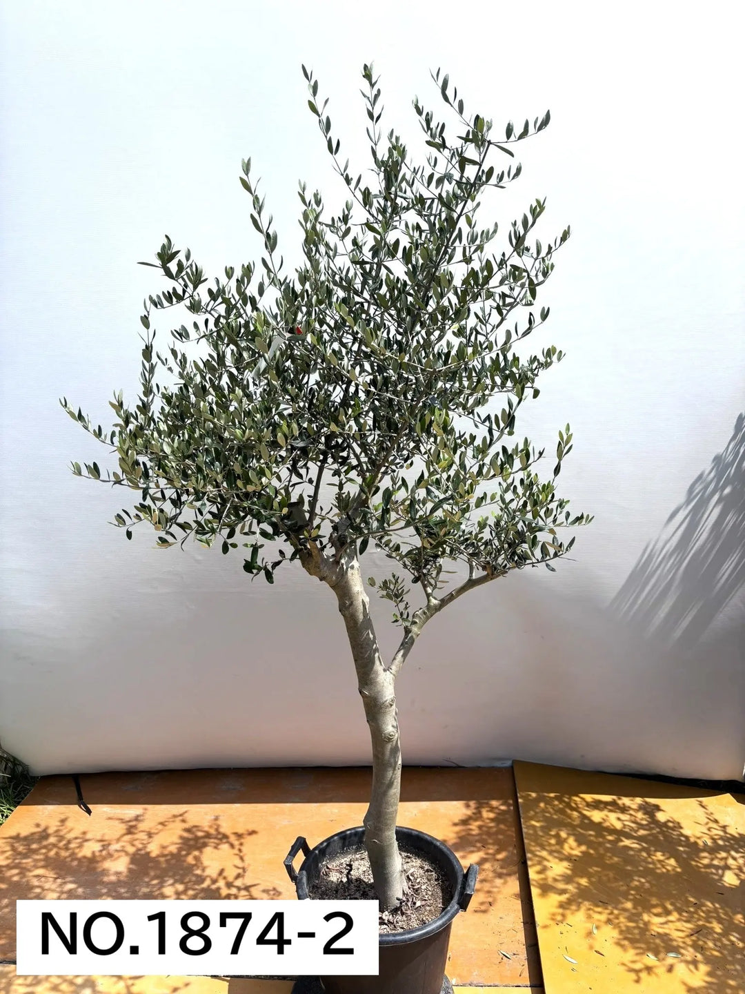 NEW【人気・寒冷地OK】ルッカ（オリーブの木）〈大型商品〉｜約200cm