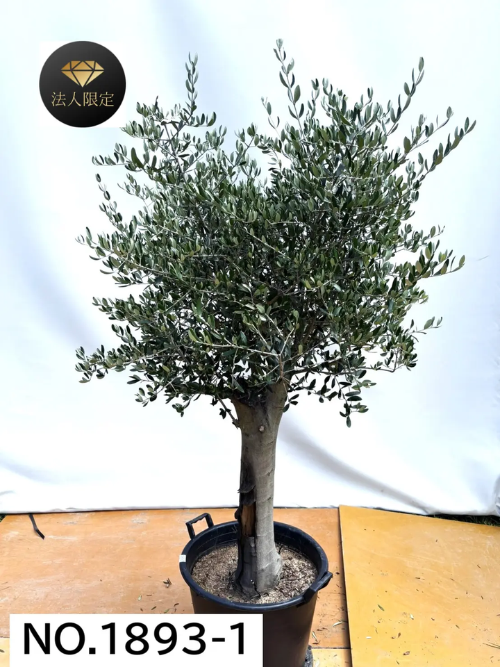 1893-4_720x.png?v=1762236737