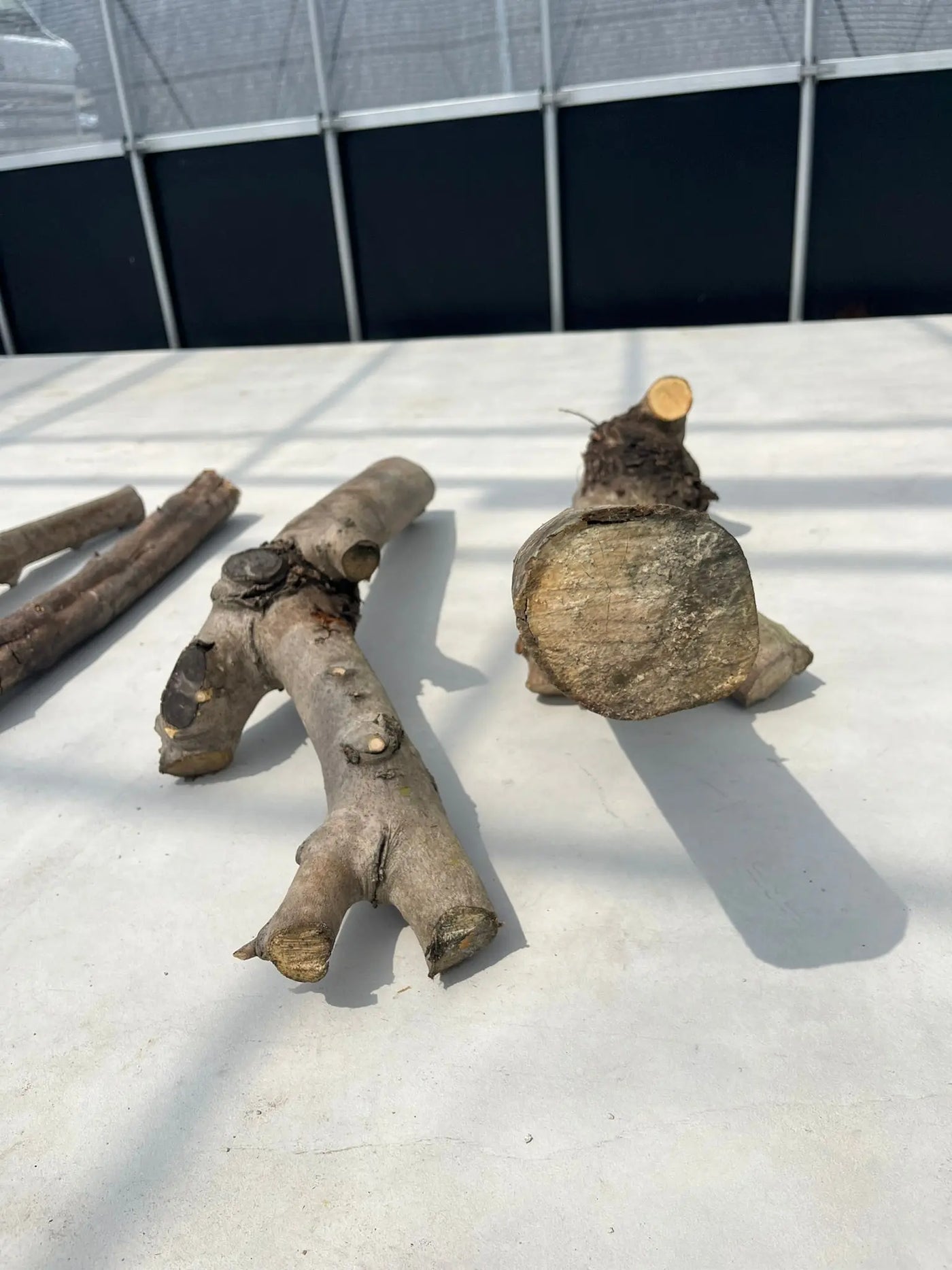 オリーブの木 剪定枝 オリーブ 剪定枝 切枝 太い枝5cm以下10〜20本