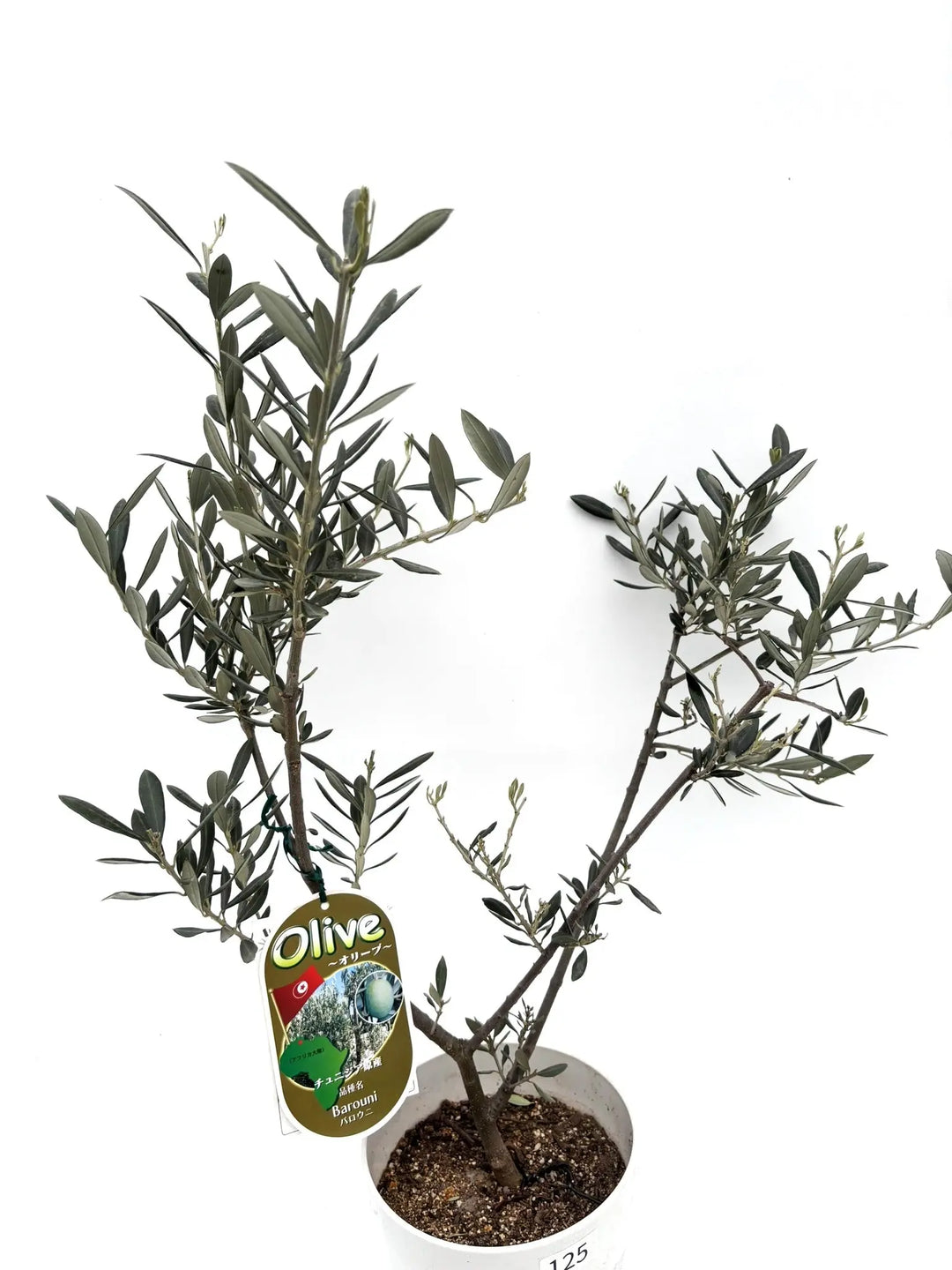 バロウニ XSサイズ 約70cm K-125 オリーブの木 希少品種 - 株式会社鶴亀園