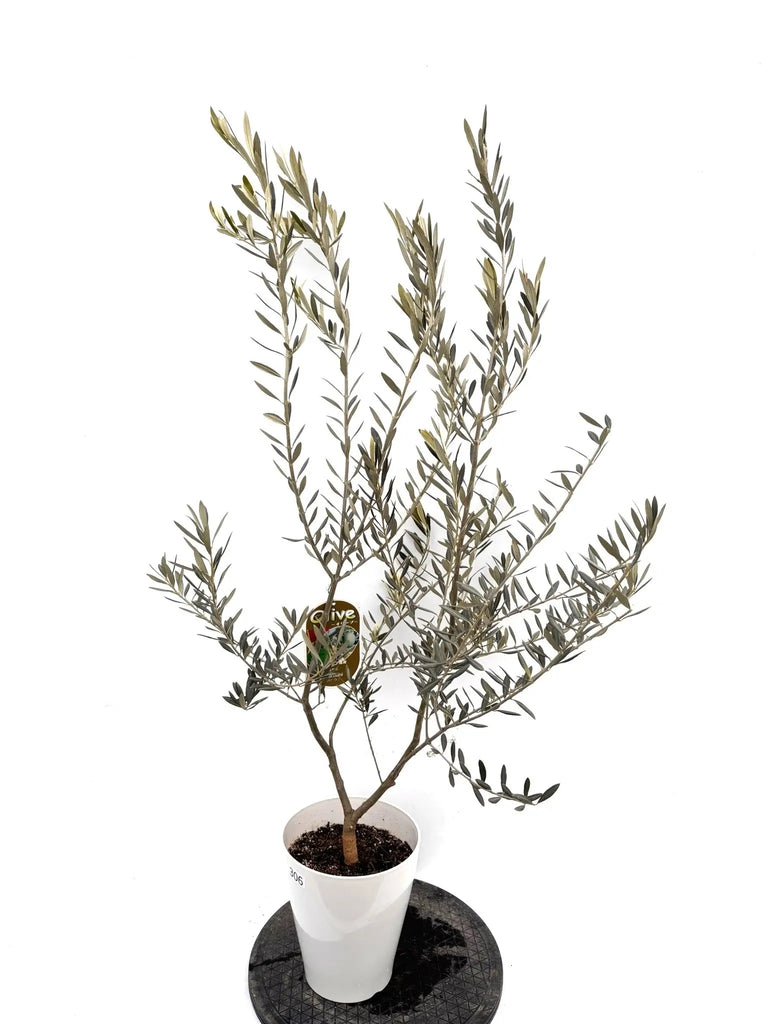 NEWバロウニ（オリーブの木）｜Sサイズ｜K-306｜約130cm｜希少・大実