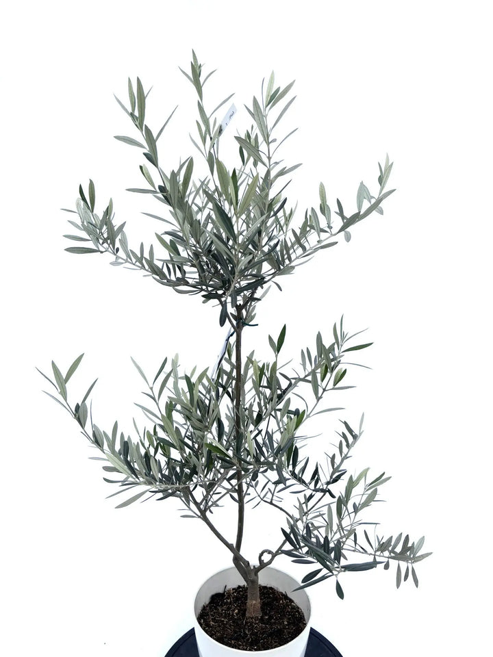 ピクアル Sサイズ 約120cm NO.10423 オリーブの木 - 株式会社鶴亀園