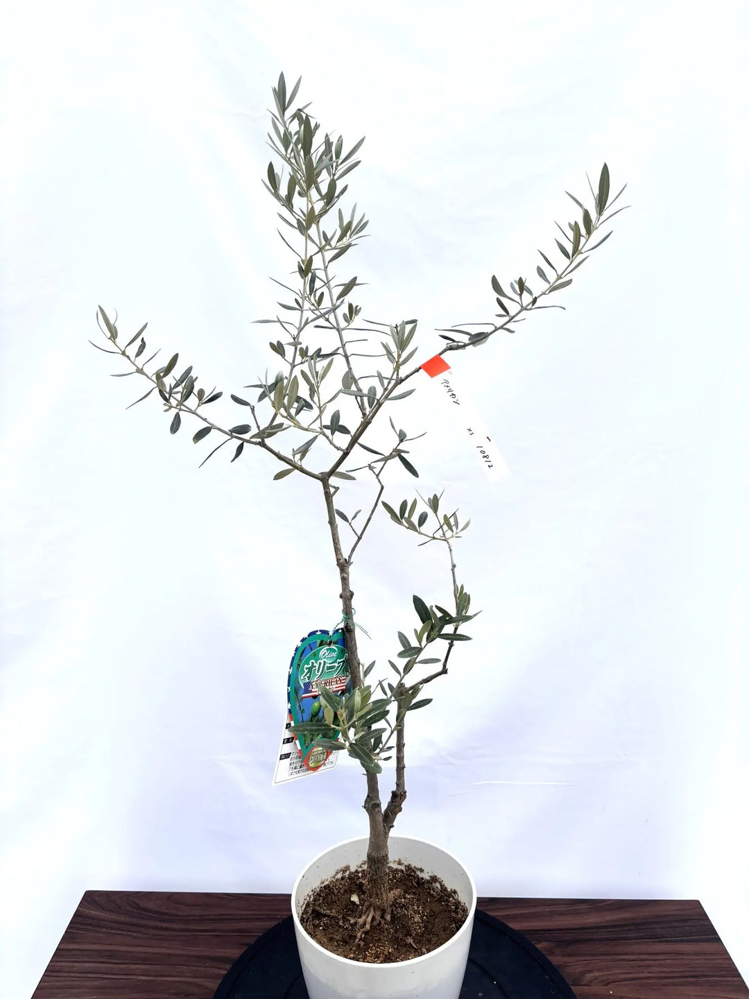 NEWアメリカン（オリーブの木）｜XSサイズ｜NO.10812｜約100cm｜希少