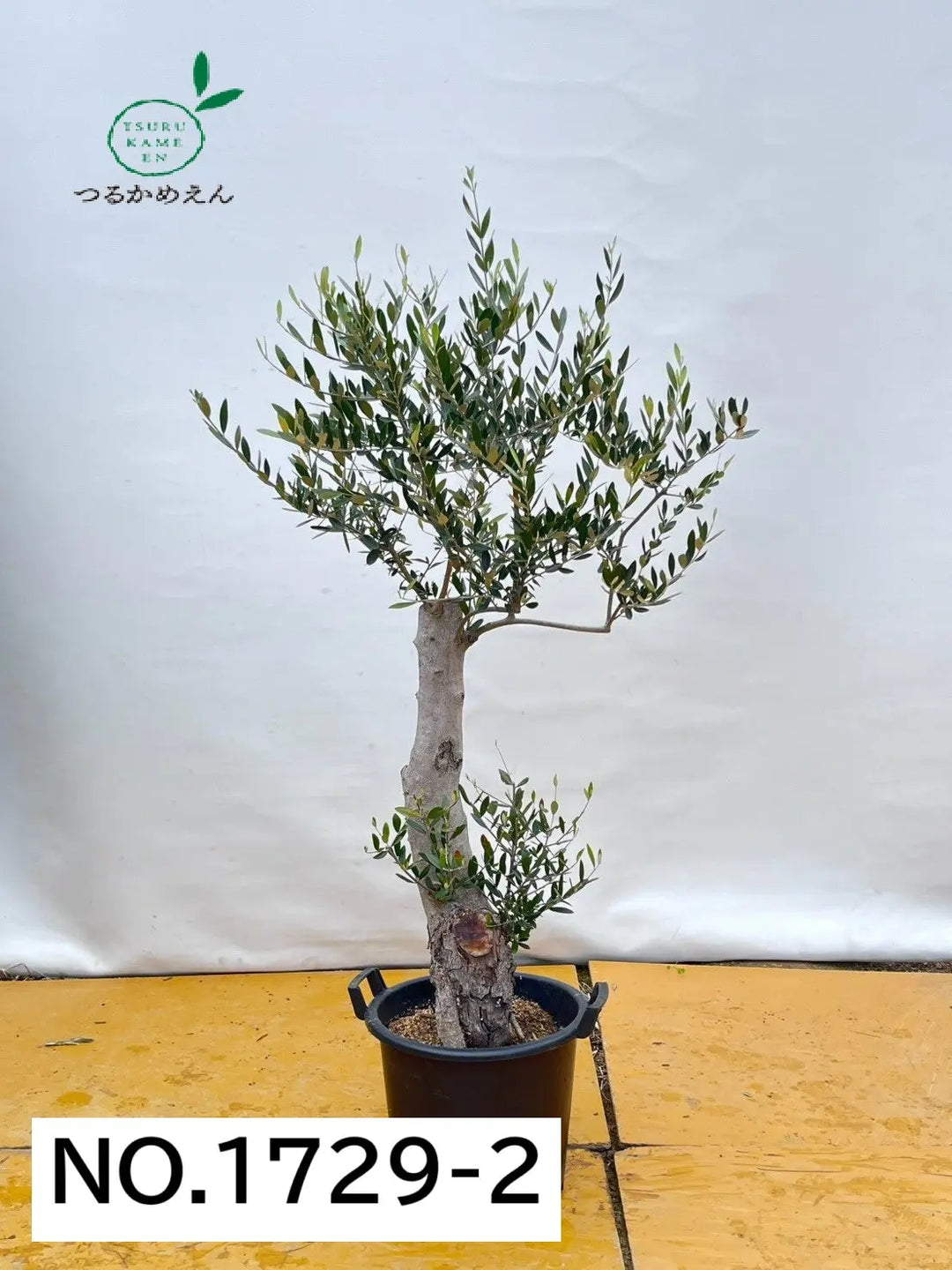 ルッカ XLサイズ 約170cm NO.1729 オリーブの木 古木 - 株式会社鶴亀園