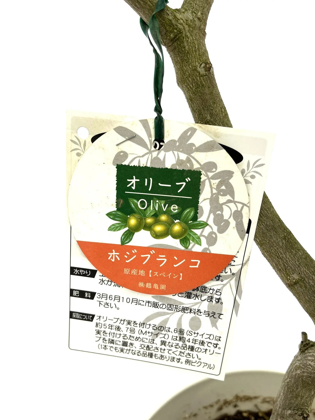 ホジブランコ Lサイズ 約140cm NO.10277 オリーブの木 - 株式会社鶴亀園