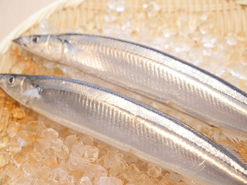 超特大】『秋刀魚（さんま）』 約2kg10尾or約1kg5尾（200g前後／尾