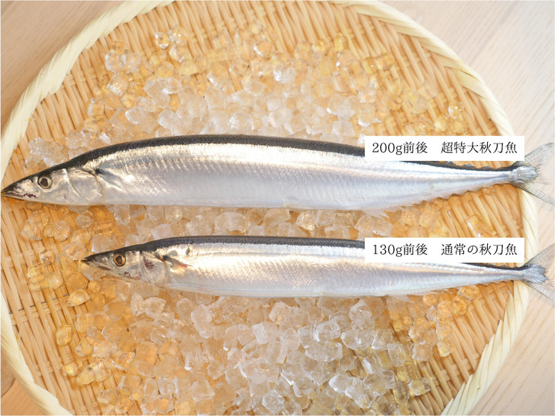 超特大】『秋刀魚（さんま）』 約2kg10尾or約1kg5尾（200g前後／尾