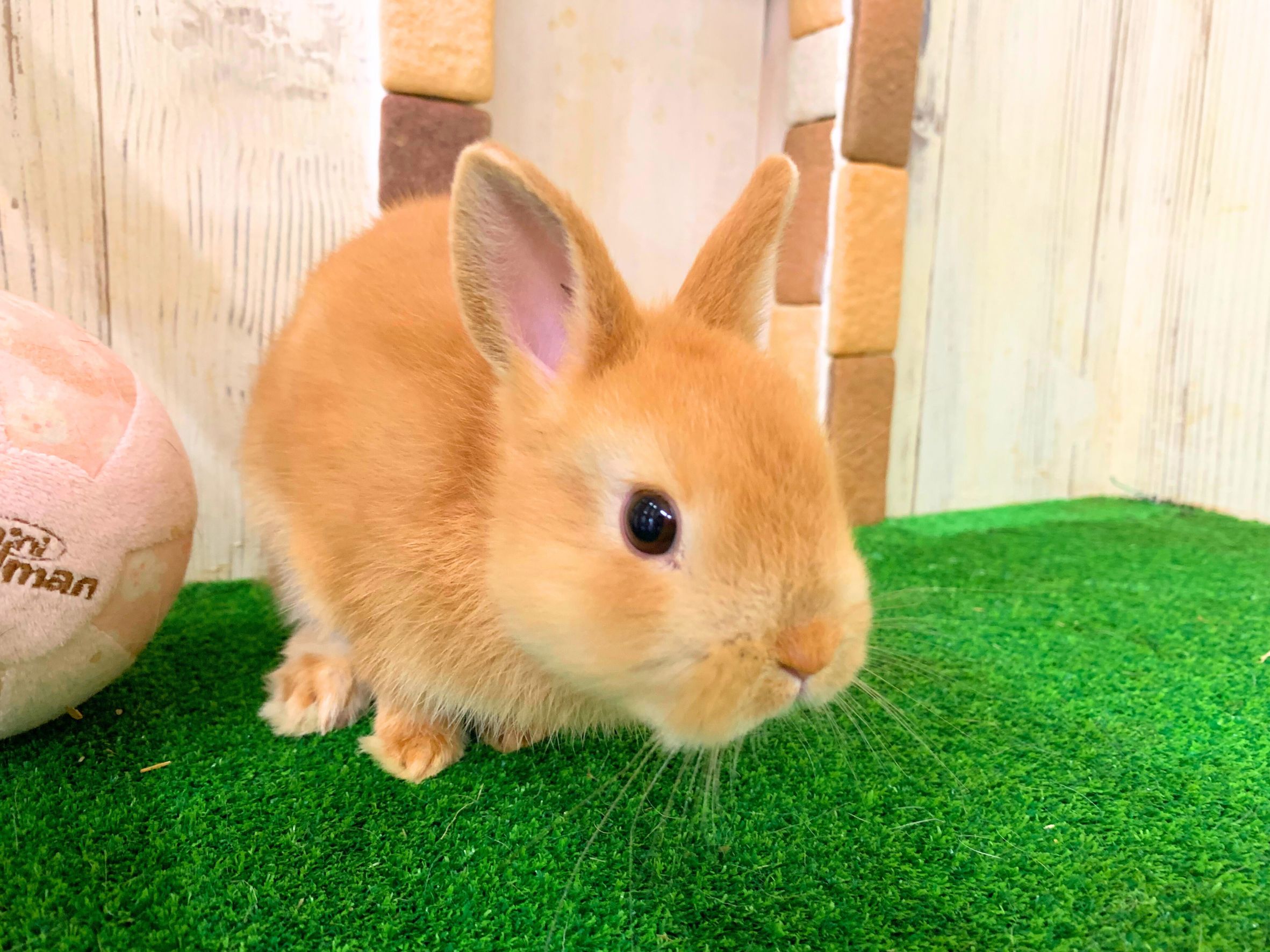 ダッチ | 京都のうさぎ専門店「うさぎとわたし 京都店」