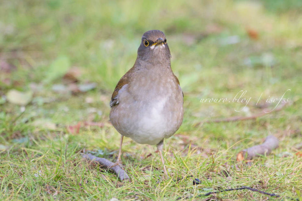 高画素 × 超望遠 = トリミングは機能の使い分けなんだな。Z9とNIKKOR Z