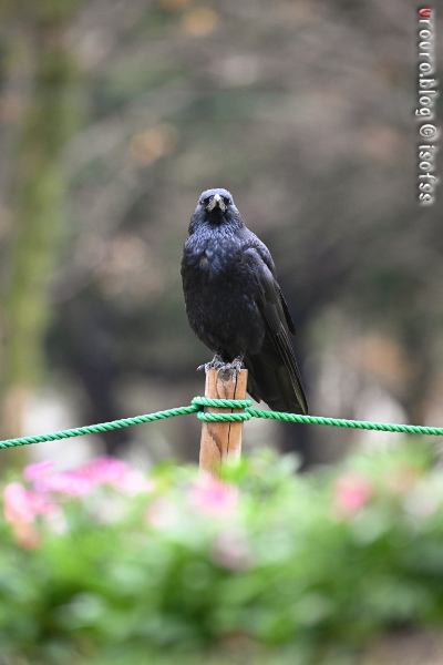 高画素 × 超望遠 = トリミングは機能の使い分けなんだな。Z9とNIKKOR Z