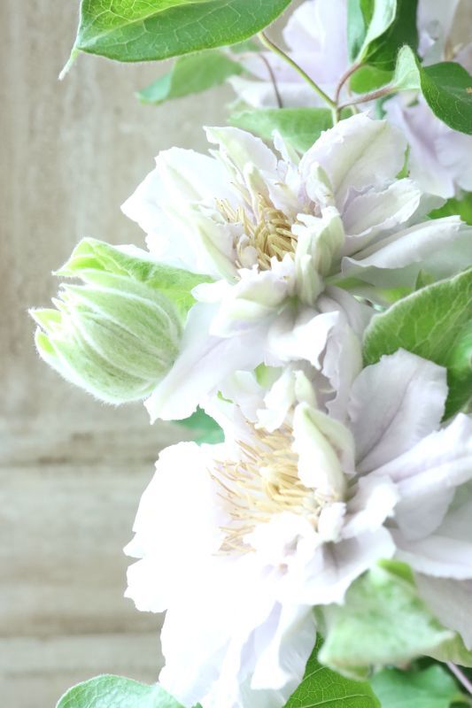 八重咲きクレマチス 