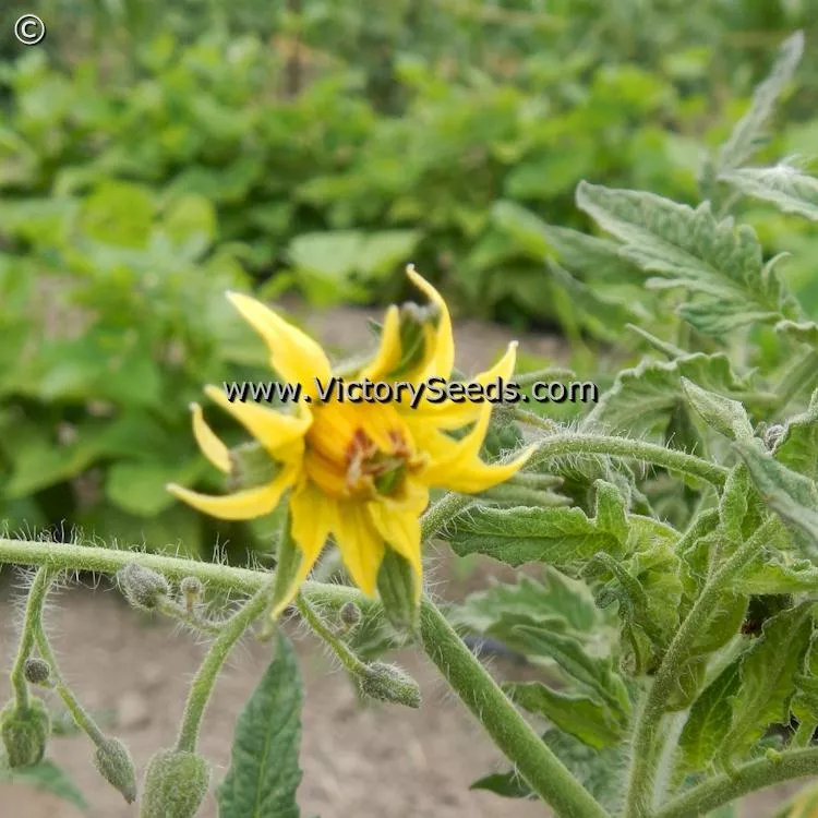Dwarf Sonrojo Monster Tomato - Victory Seed Company