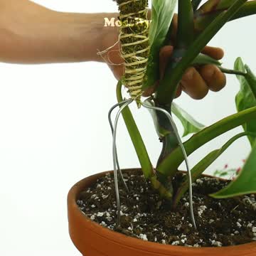 Mossify Bendable Moss Pole 16 in. H Green Moss Pole Mfr# BMPTN