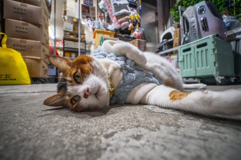 サイトロンジャパン、 LAOWAのフルフレーム対応のパンケーキスタイル超