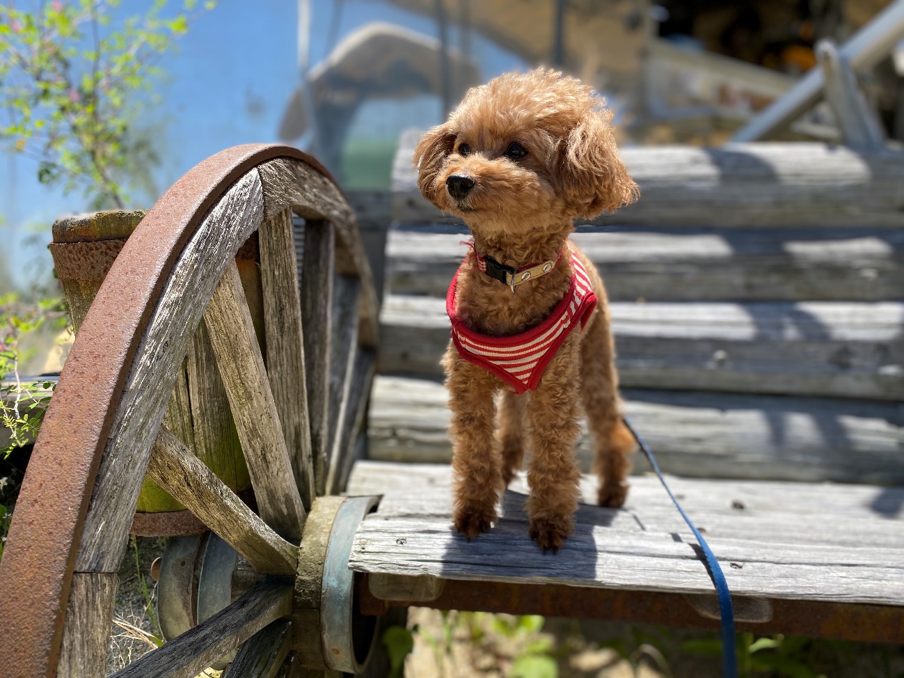 大阪/枚方市】農家のデザート Tsiky soft(ツイキーソフト)「ワンちゃん