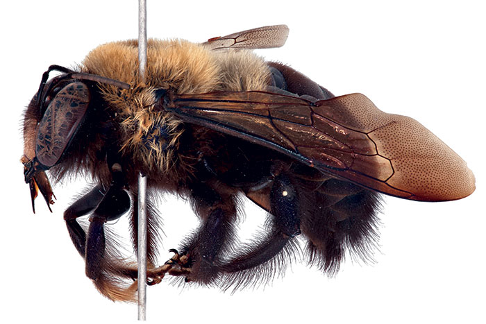 Fight of the Bumblebee | The Walrus