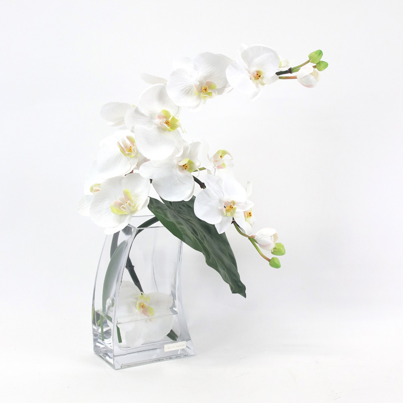 エミリオ・ロバ＞ファレノプシスL｜天満屋ネットショップ|デパ地下や