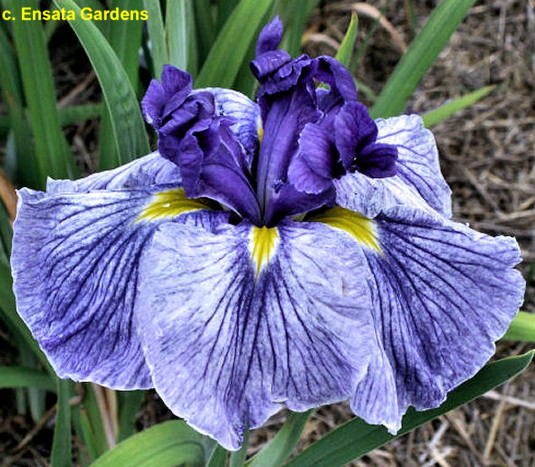 JiTessaDarkEyes < Ji < Iris Wiki