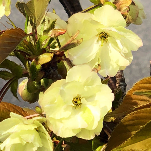 Kizakura Brewery – Wismettac Asian Foods, Inc.