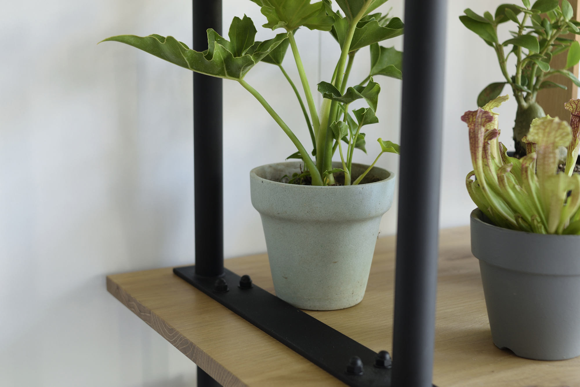 BUILD RACK】特別なひと棚 -植物編-│オーダー家具と無垢天板 東京