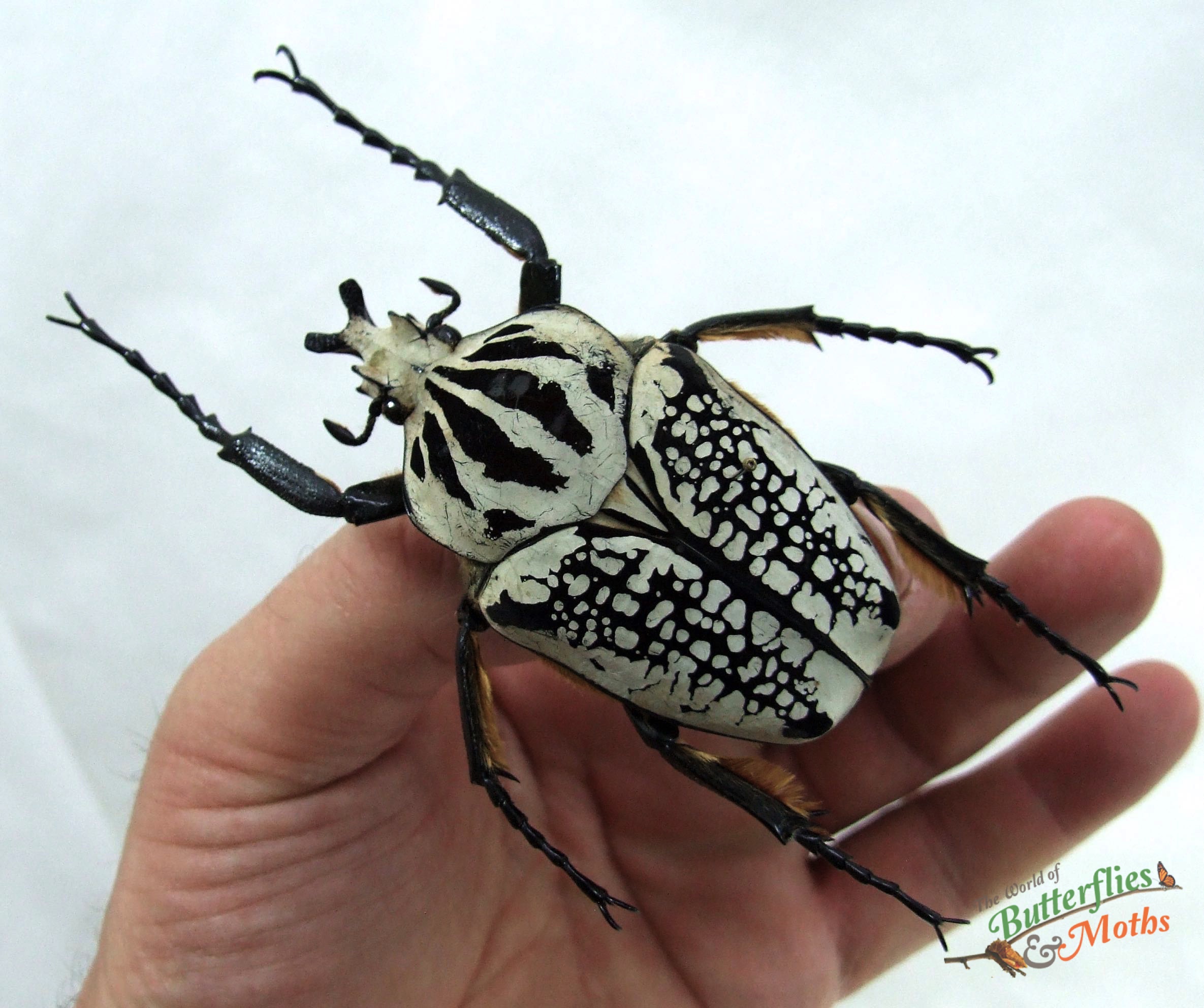 Goliathus-orientalis-hand-