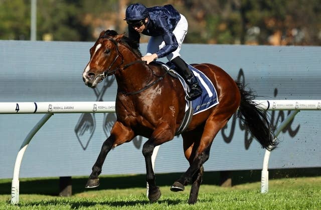 高額取引で話題呼んだストームボーイが引退、豪クールモアで種牡馬入り