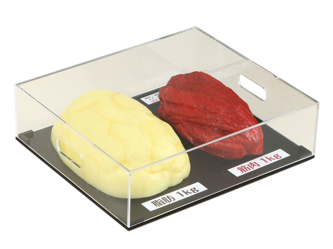 脂肪・筋肉模型，大きさ比較セット，1kg | 日本スリービー・サイエン