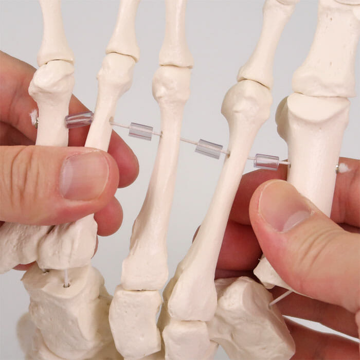 足の骨モデル，脛骨・腓骨付，エラスティックコードつなぎ | 日本