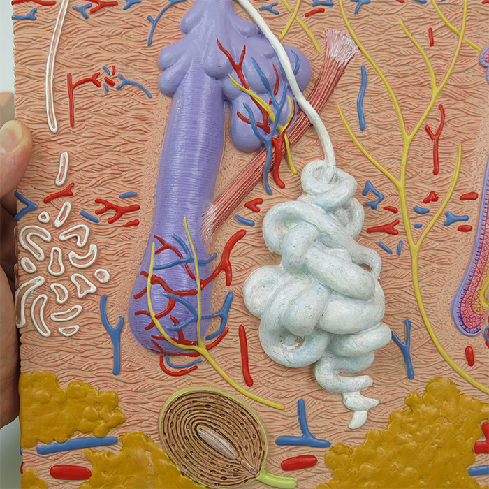 皮膚，80倍大，3分解モデル | 日本スリービー・サイエンティフィック