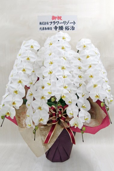 胡蝶蘭 (ピンク) 5本立ち エクセレント ｜ お花ドットコム