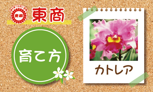 カトレアの育て方 - 園芸特集 - 株式会社 東 商