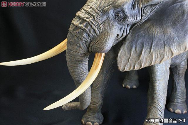 メガソフビアドバンス MSA-007 アフリカゾウ (完成品) - ホビーサーチ