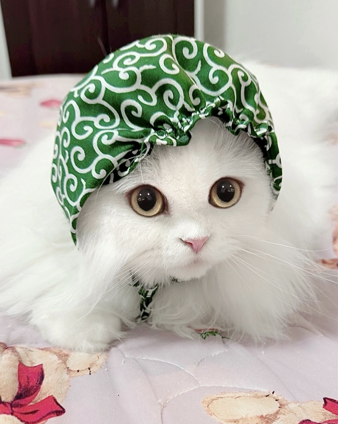 ブリティッシュショートヘア ケルベロスちゃん | 猫用品専門店ゴロ