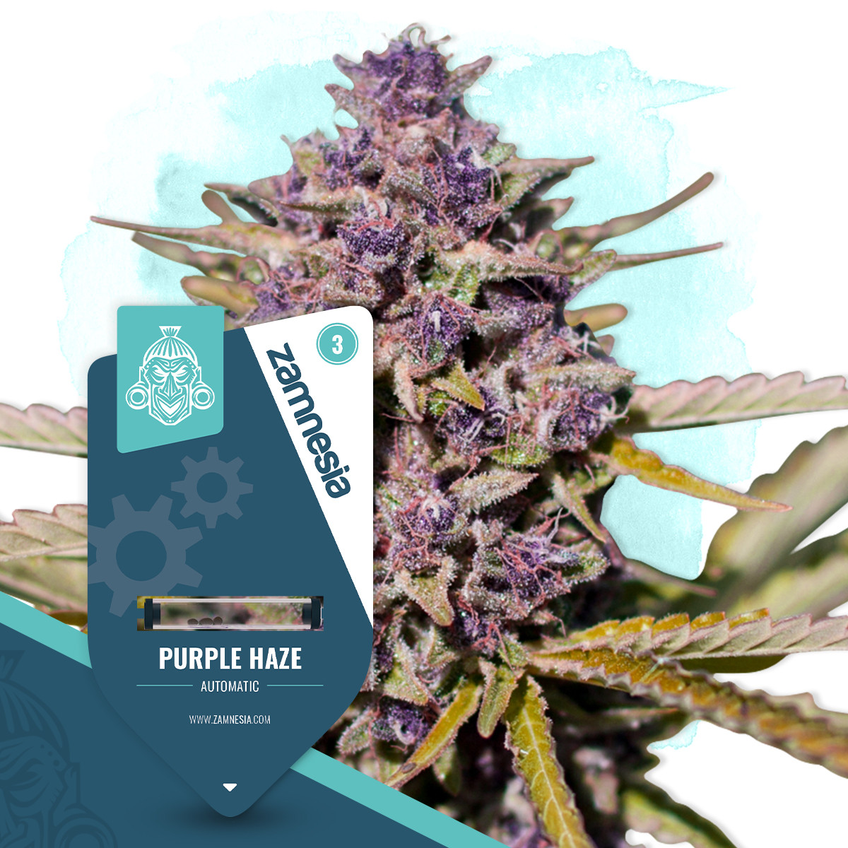 Purple Haze Auto - Strain Information - Cannaconnection.com