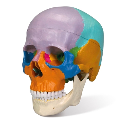 Three-Part Colored Human Skull | Carolina Biological Supply