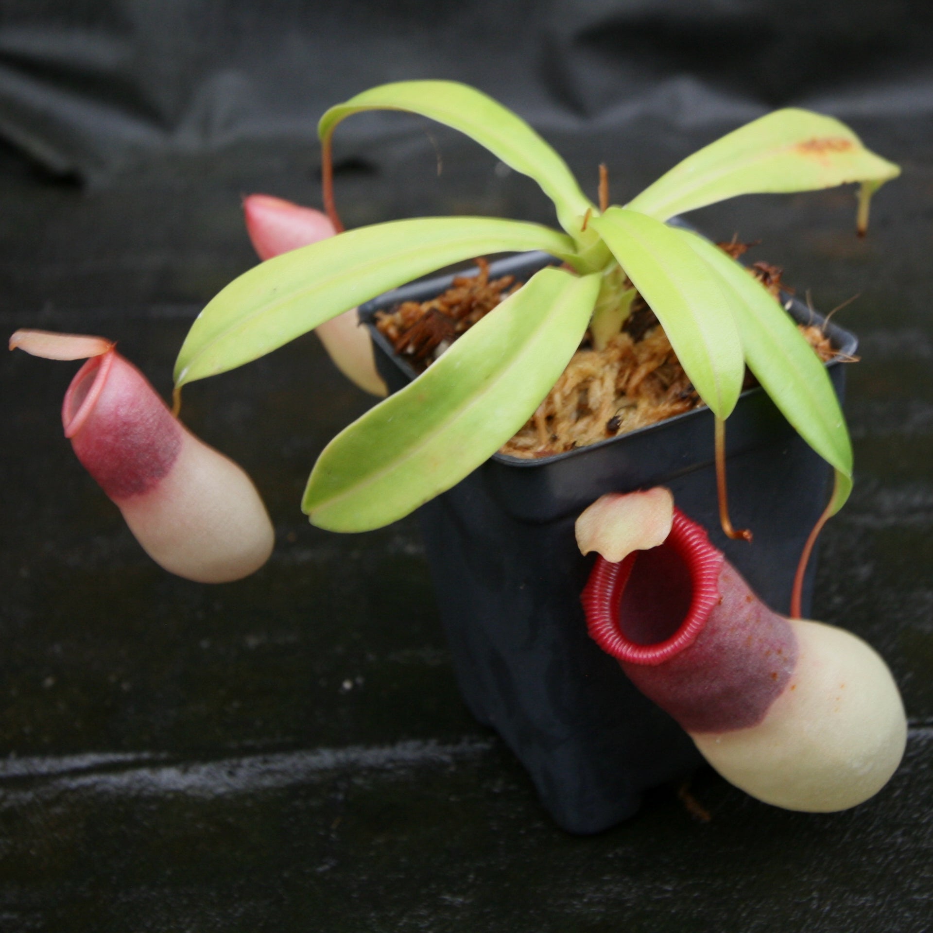 Nepenthes ventricosa 