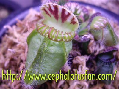 セファロタス 'エデンブラック'Cephalotus 'Eden Black'