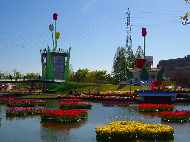 チューリップフェア5日目！ - リップちゃんのブログ