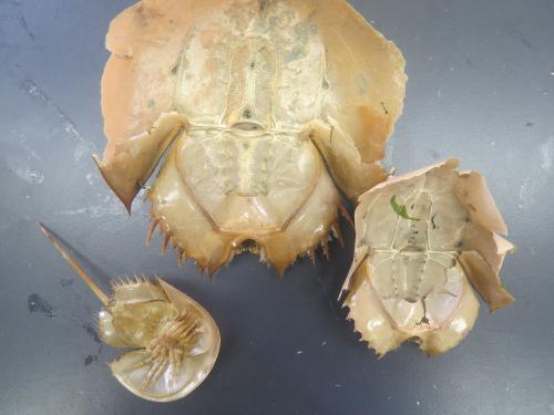 カブトガニの脱皮殻が拾える街、笠岡 - 笠岡市ホームページ