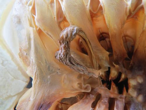 本日の脱皮殻 ～内臓さえもリニューアル～ - 笠岡市ホームページ