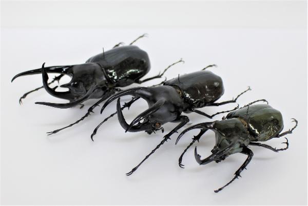 終了】和賀分館企画展「世界のカブト＆クワガタ展」／北上市公式