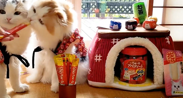 ちゃおちゅ〜る | いなばペットフード株式会社