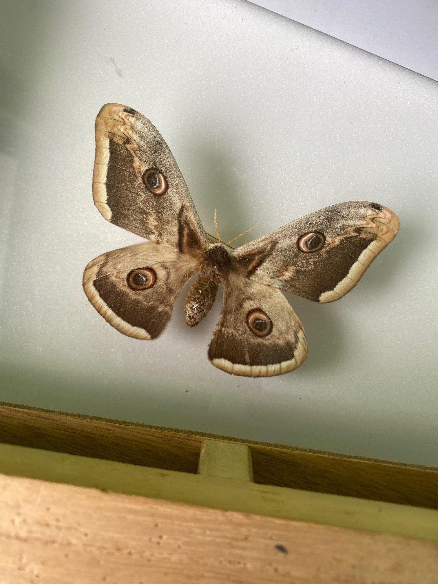 連載「日々邂逅」15 ー 少年の日の思い出ー – 学習塾KOMABA