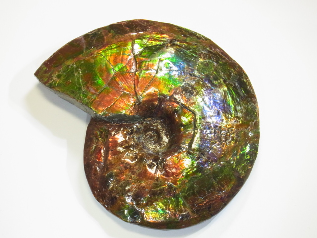 アンモライト原石 アンモライト研究所【化石ジュエリー宝石販売ルーム】