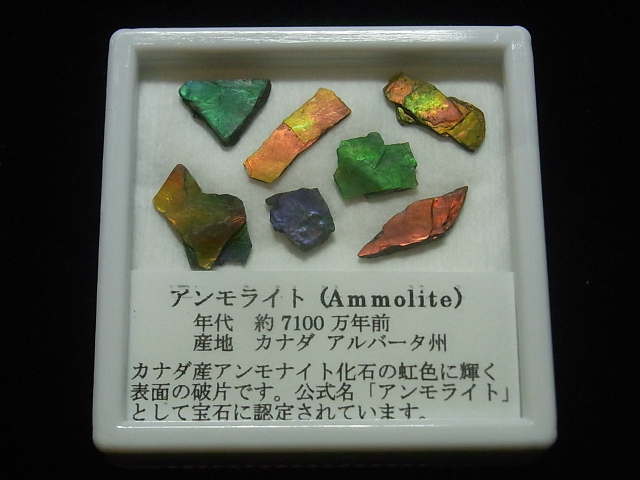 アンモライト破片標本(ピースオブレインボー)セット 化石ジュエリー