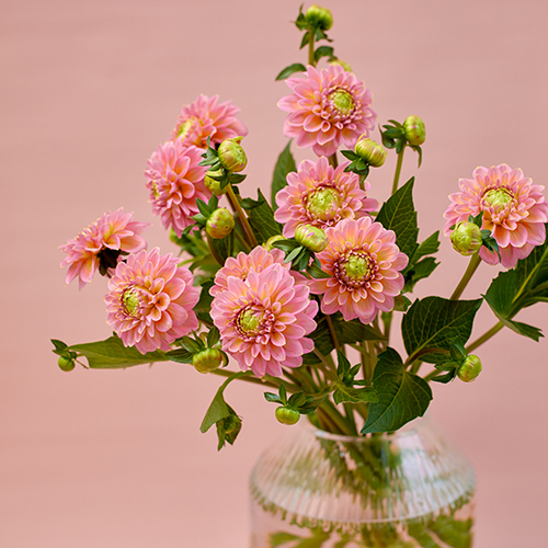 青山フラワーマーケット | 花をスタイルでさがす | 青山フラワー