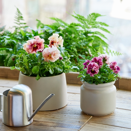 DBKD(ディービーケーディー)/PURE Mini | 青山フラワーマーケット