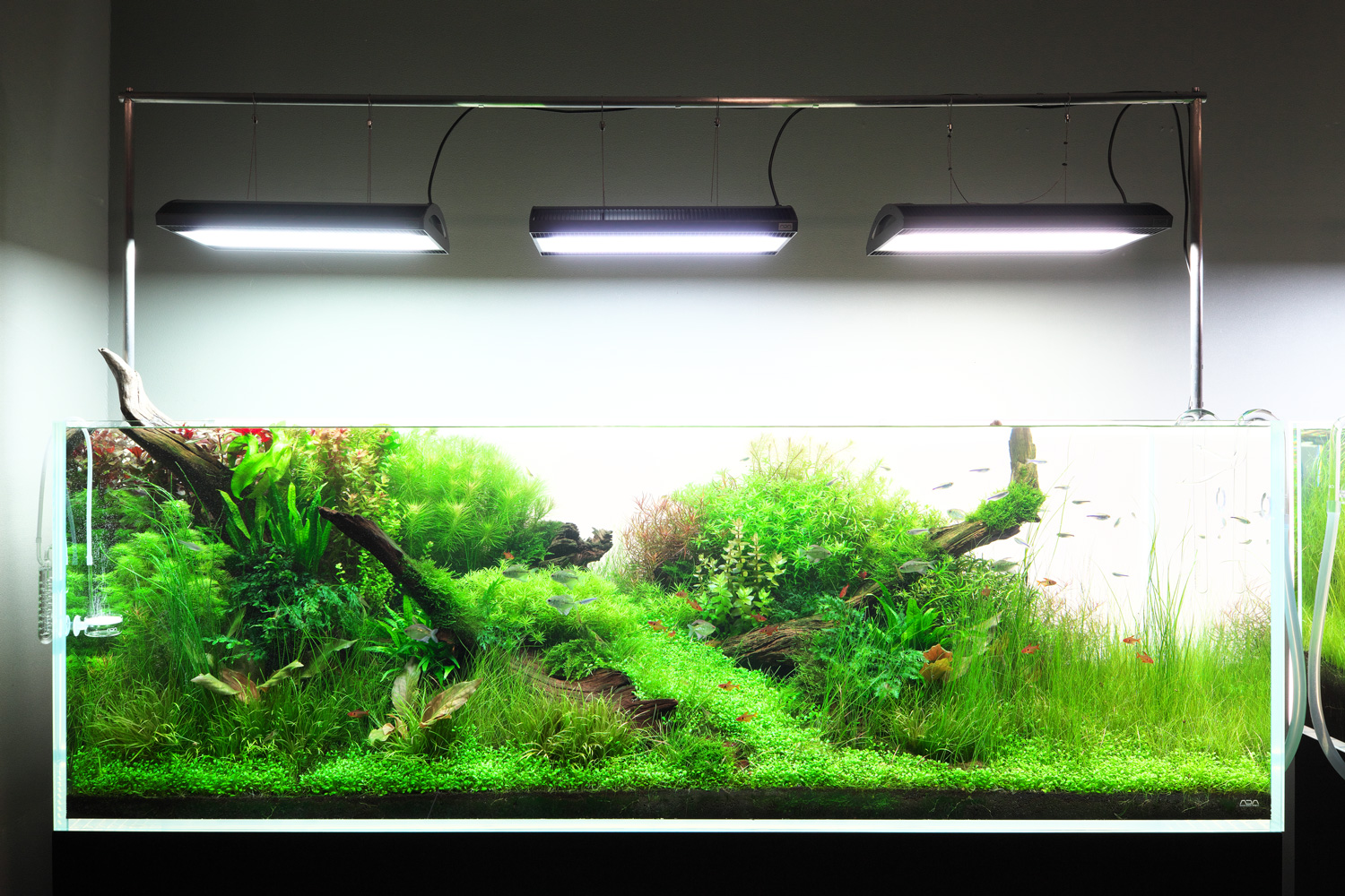 NATURE AQUARIUM EXHIBITION 2022 OSAKA Interview 01 | AQUA DESIGN AMANO